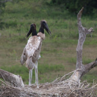 Gallery-Pantanal-Brazil-Family-Trip-Wildlife-Animals-1