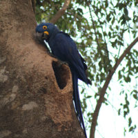 Gallery-Pantanal-Brazil-Family-Trip-Wildlife-Animals-12