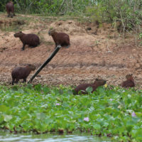 Gallery-Pantanal-Brazil-Family-Trip-Wildlife-Animals-5
