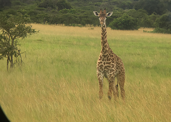 gallery-giraffe-rwanda