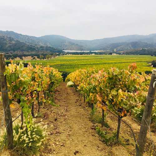 Vineyards & Santiago