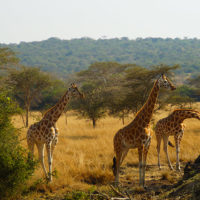 gal-16--Stephanie-trip-to-Uganda-Family-safari-Africa