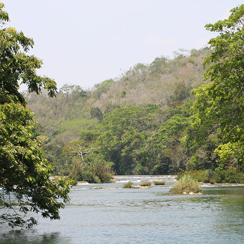 Giant Rainforest lodge