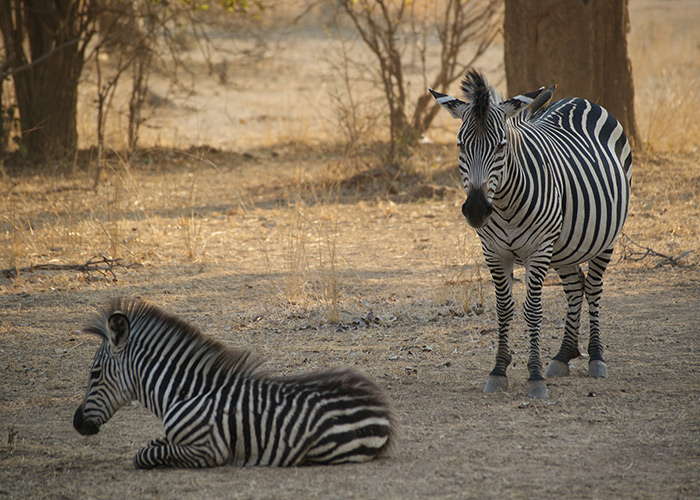 Gallery-alternative-destination-for-a-safari-Zambia2